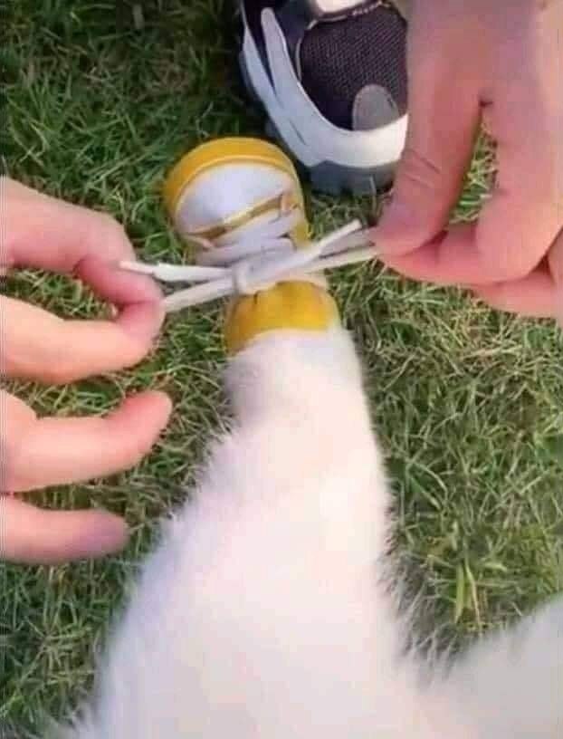 ,  ,       - 3