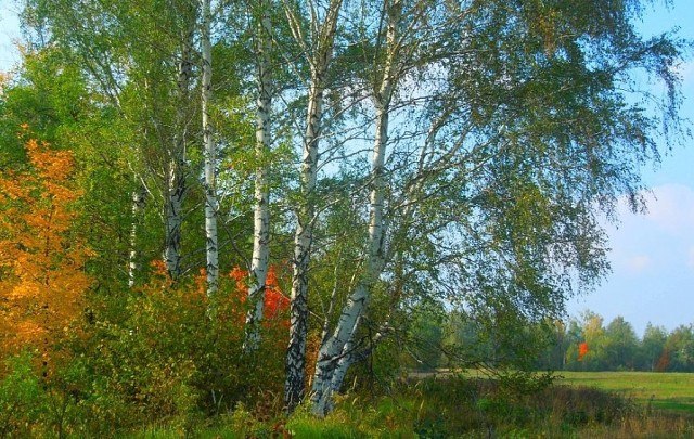 Ах, Осень золотая, не спеши, Дай насладиться летом уходящим, Хочу испить до краешка души Все запахи ...