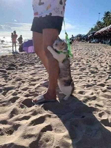    o,   o. 