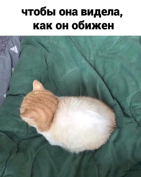 Сериал не обижайте котиков