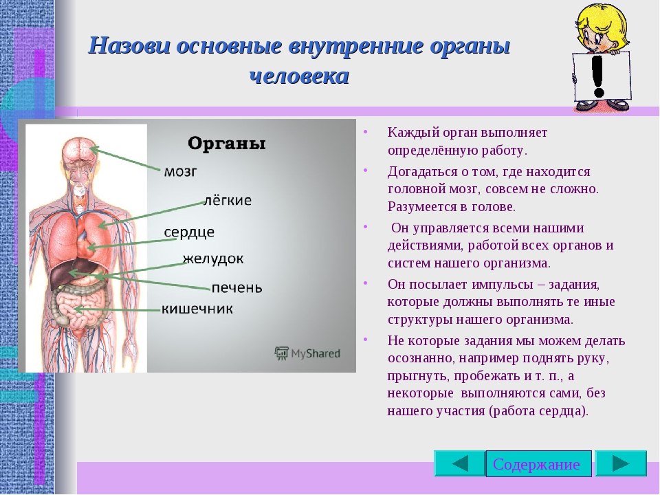 Движение тела и работу внутренних органов обеспечивает. Органы человека. Название органов человека. Строение тела человека.