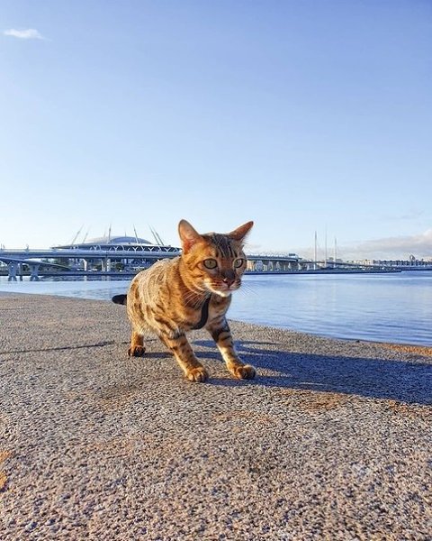���� ����� 300-����� �����-����������. harleycat_spb