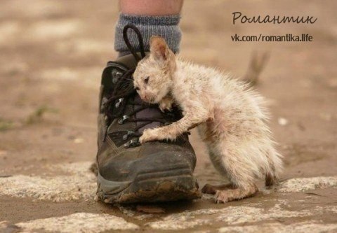 Он шел по улице и тихо плакал. Облезлый, одноухий и с больною лапой. Повисший хвост, несчастные ...