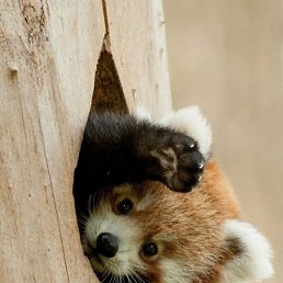 �������, �����-���������, 54 ����