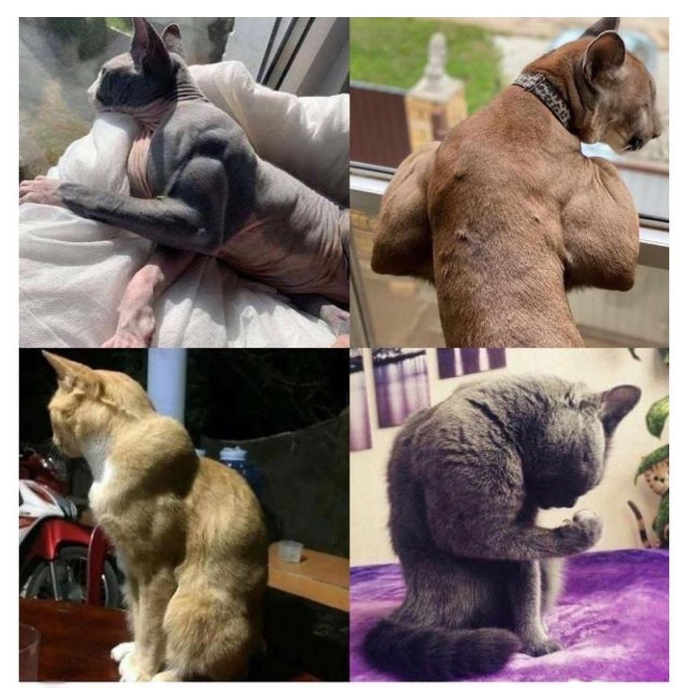   ,   .# # #