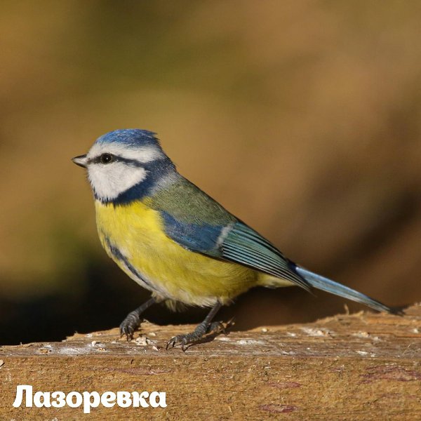 2693 птицы увидели участники Eurobirdwatch-2020 на природных территориях Москвы. 3-4 октября в ... - 10