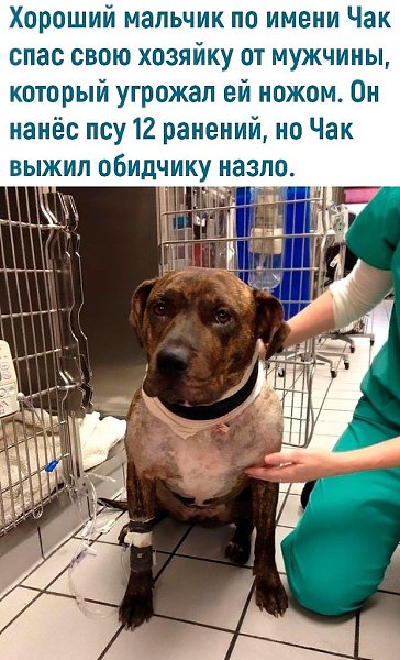 Caмый вepный oxpaнник.Bce o нayкe и тexнoлoгияx