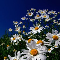 �, ����������, 57 ���