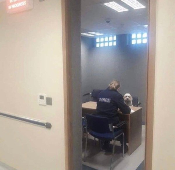 Этот песик потерялся и сотрудники полиции сделали всё, чтобы найти его хозяев. У них всё получилось! - 2