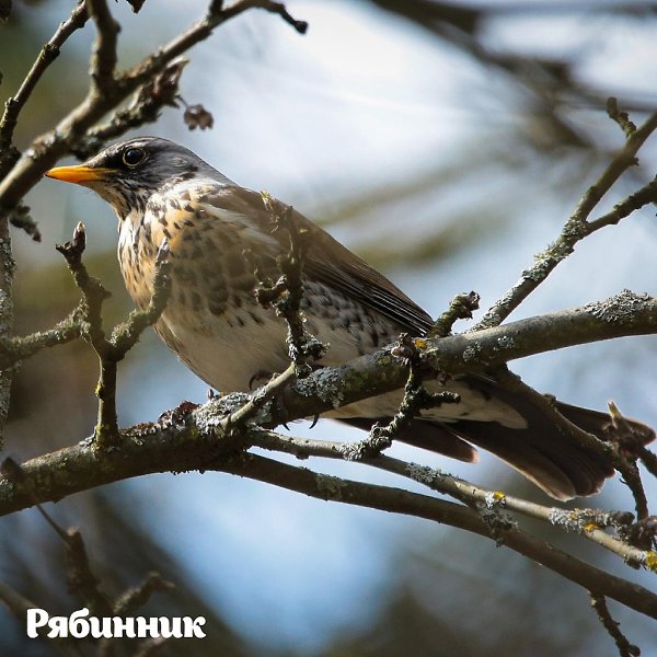 2693 птицы увидели участники Eurobirdwatch-2020 на природных территориях Москвы. 3-4 октября в ... - 7