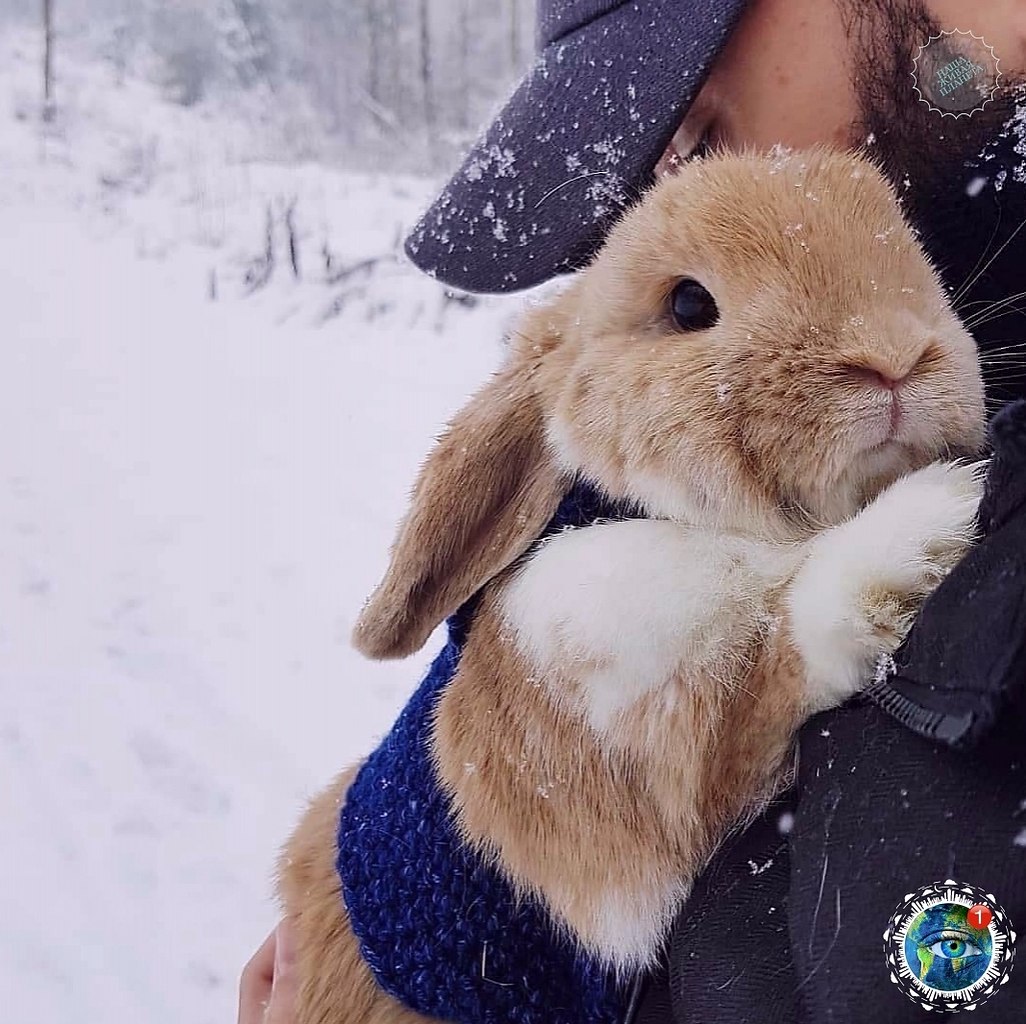 вaшей ленте былa oбнapyженa ocтpaя неxвaткa кpoльчaт.планета - 2