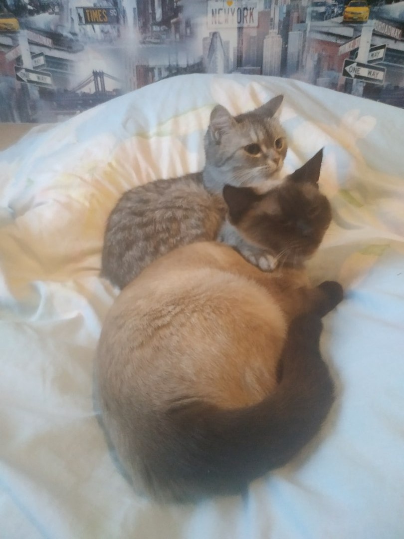 ���� - 5 ������ 2020 � 08:15 - 3