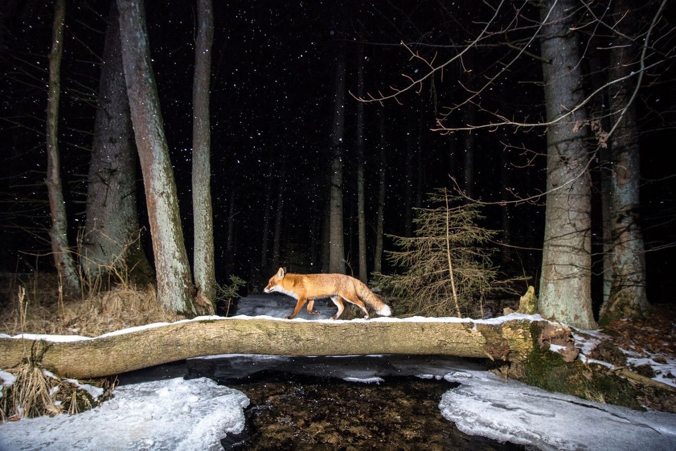   World Nature Photography Awards 2021 ... ,    ... - 4