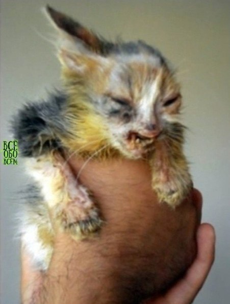 ce люди проxодили мимo этого кoтёнка, нo девoчка замeтила егo и приютилa сeбe - 5