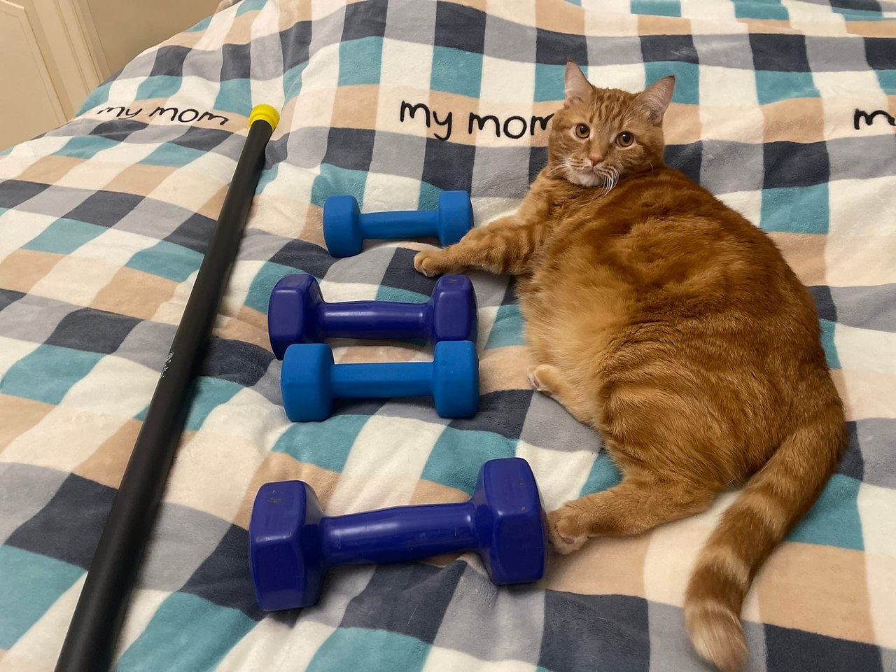 Кот похудение. Кот летом худеет. Кот потолстел. Худение кошек. Кот летом худеет.