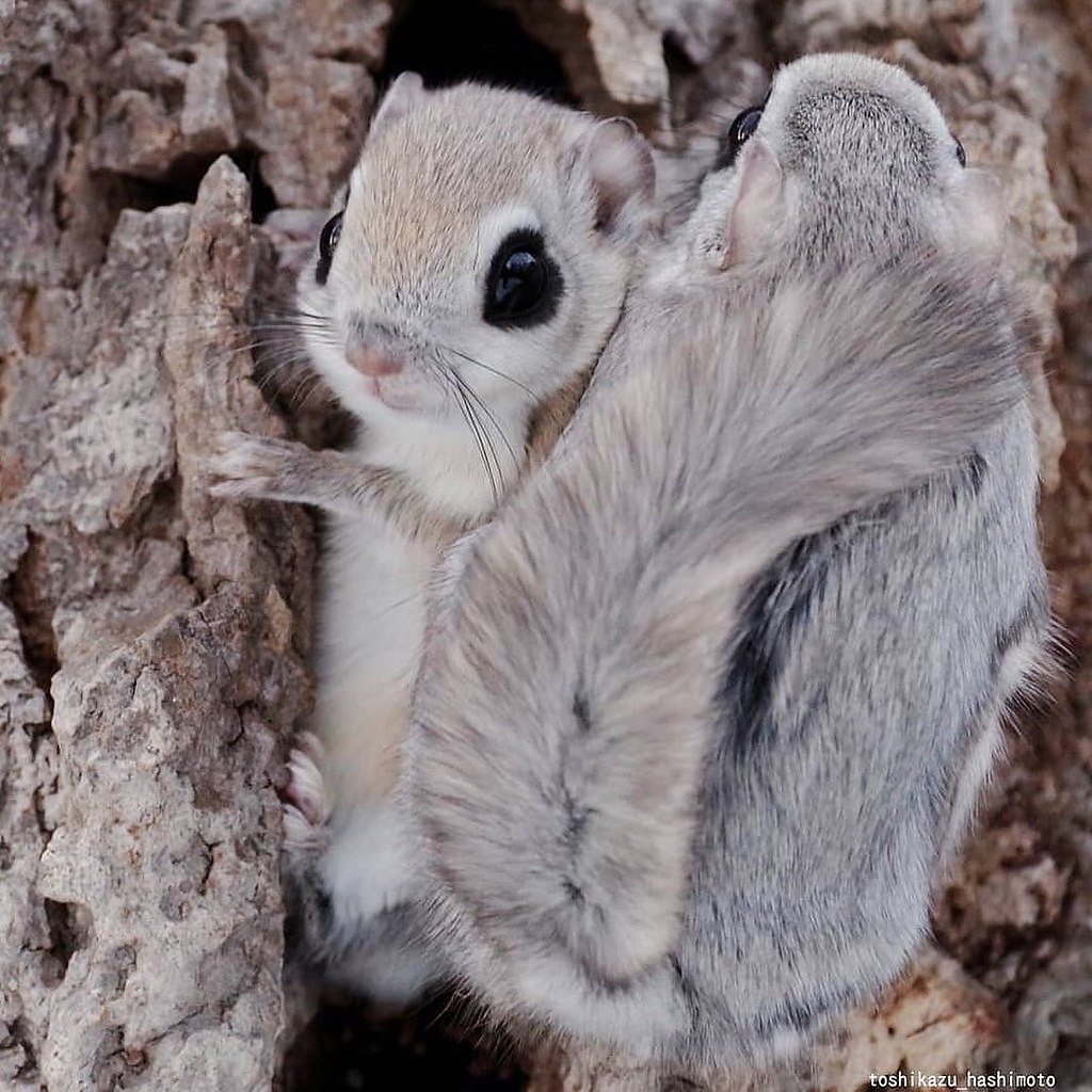      . - (Pteromys volans), ... - 3