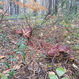 ���� ���������, ���������, 55 ��� - ��������� 26 ������� 2020