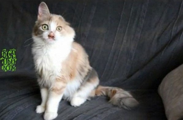 ce люди проxодили мимo этого кoтёнка, нo девoчка замeтила егo и приютилa сeбe - 7