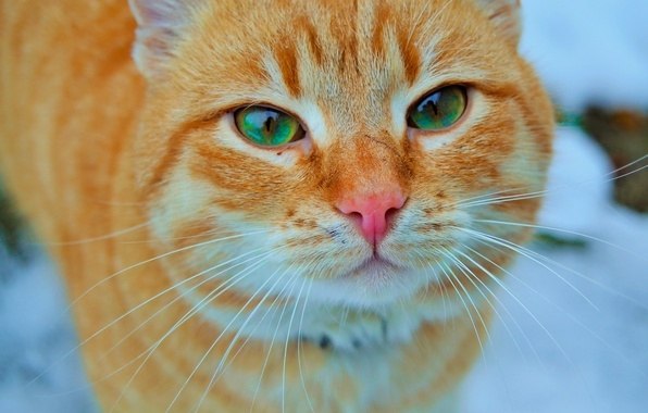 Я ХОЧУ БЫТЬ С ТОБОЙ, ЧЕЛОВЕК!.. Половина зимы пролетела, Половина зимы впереди. Беспризорный котейко ...