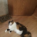 ���� ��������:maik 2134 ������"�������", �����-���������, 47 ��� - ��������� 5 ������ 2020 � ������ ���� ����������