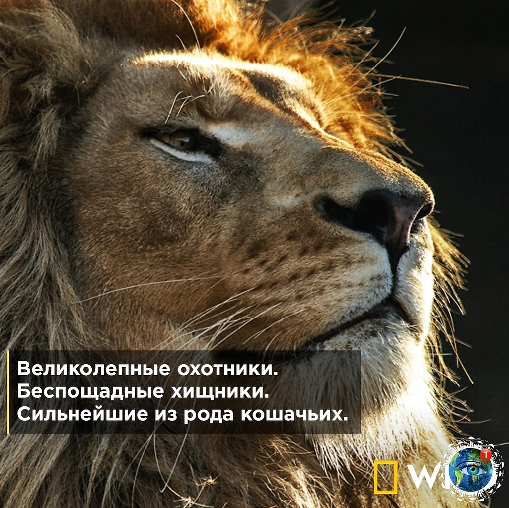   cope ec o oe a National Gographic Wild? 