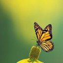 ���� ����, �����-���������, 55 ��� - ��������� 2 ������ 2021 � ������ �butterflies�