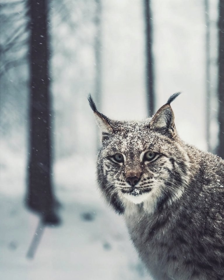 ce oae aapc eco.handmde j - 4