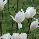 ���� ������, ������, 60 ��� - ��������� 15 ������ 2020 � ������ ���� ����������