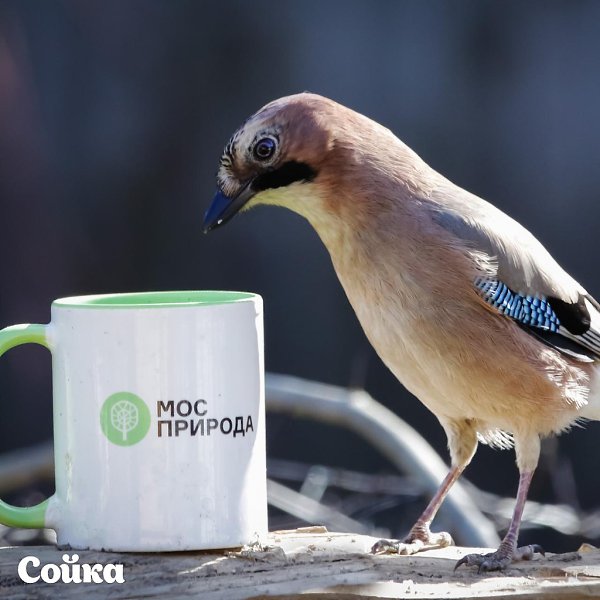 2693 птицы увидели участники Eurobirdwatch-2020 на природных территориях Москвы. 3-4 октября в ... - 8