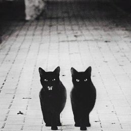 Slavik, ��������, 42 ����