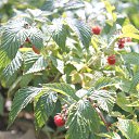 ���� ������, �������� - ��������� 21 ������� 2020 � ������ ���� ����������