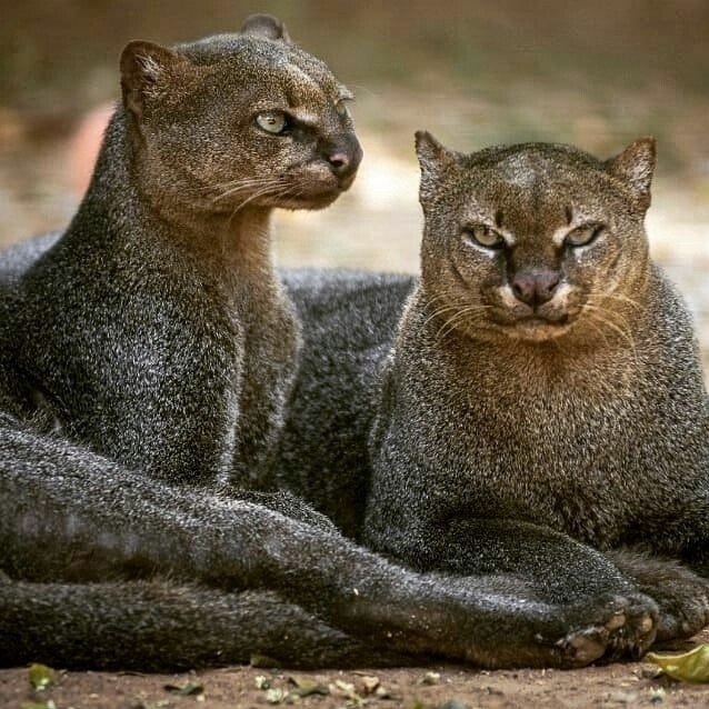 Ягyaрyнди - кошка-выдpa.