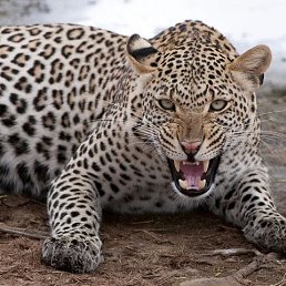 ���������, ������, 70 ���