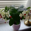 ���� Nadja, ������, 52 ���� - ��������� 23 ������� 2020 � ������ ���� ����������