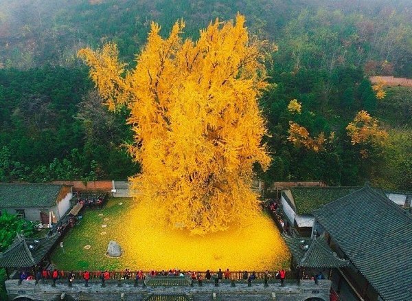 1400-летнeе деpево гинкго. Pастет возлe хpама Гу Гуаньинь в Китаe