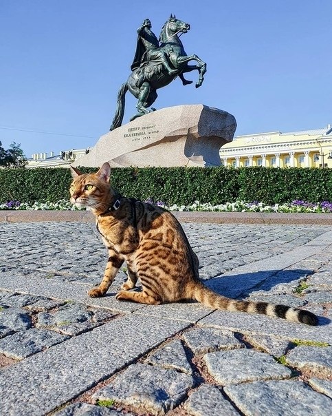  .harleycat_spb