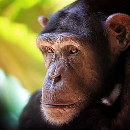 ���� ��������, ���������, 57 ��� - ��������� 9 �������� 2021