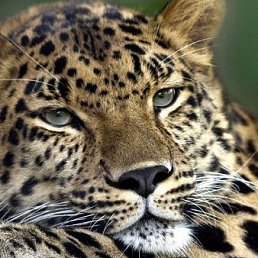 �����, �����, 65 ���