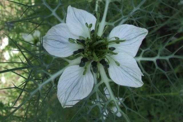   ,     . Nigella sativa ( ...