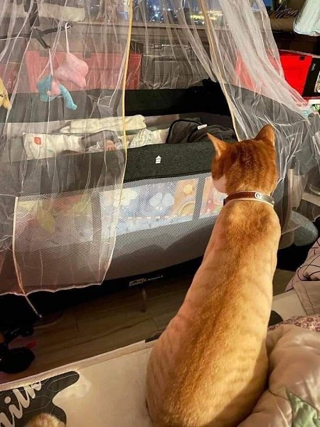 Кажется кот, больше ждал рождения ребенка, чем мы)))