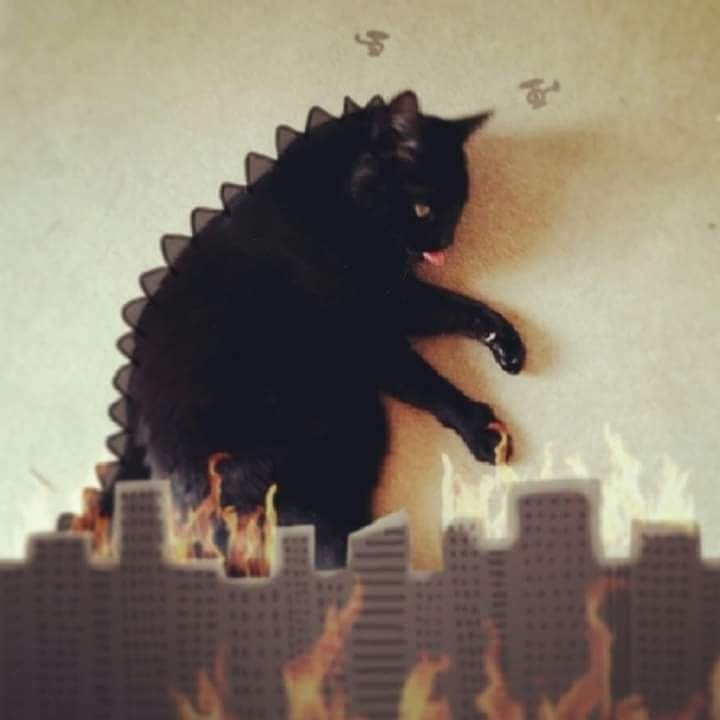 Catzilla vs. Cat Kong - 2