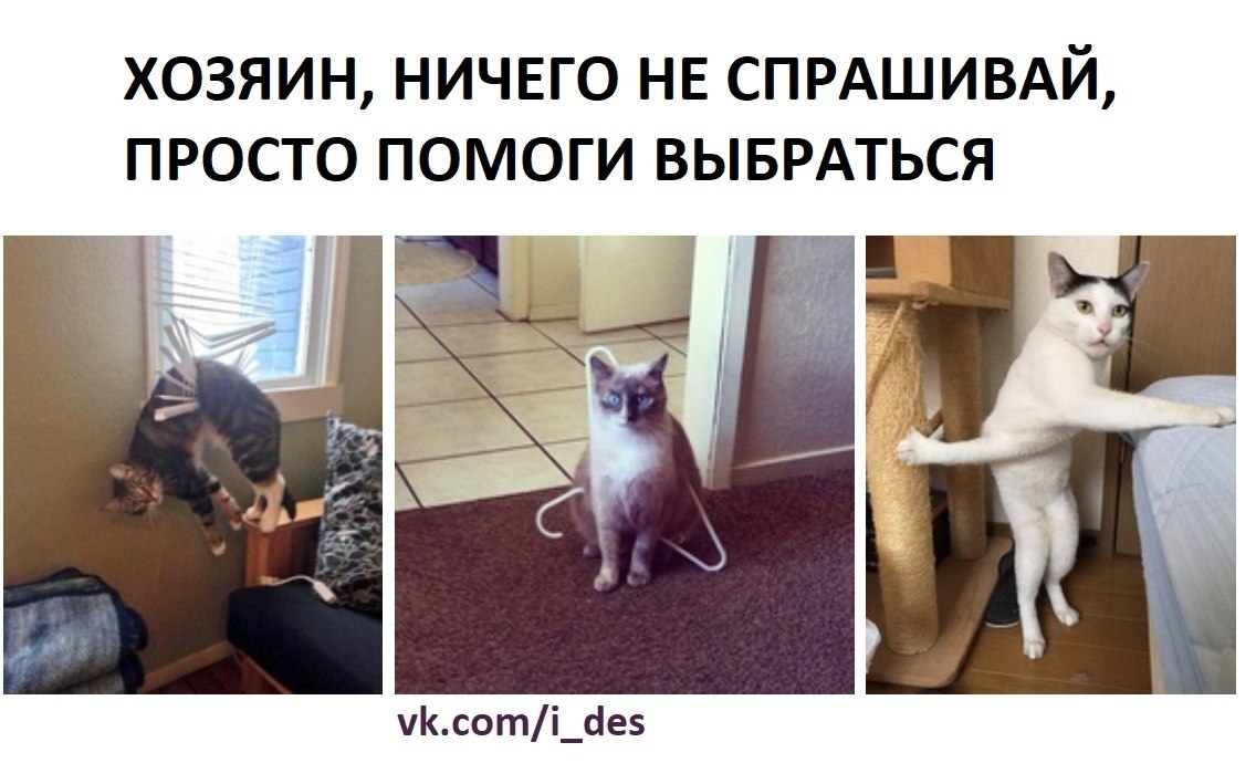    ))