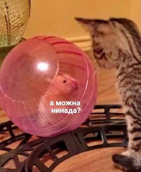 � ����� ��� 