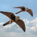 ���� ����, ������ ��������, 43 ���� - ��������� 1 ���� 2021 � ������ ������ ��������