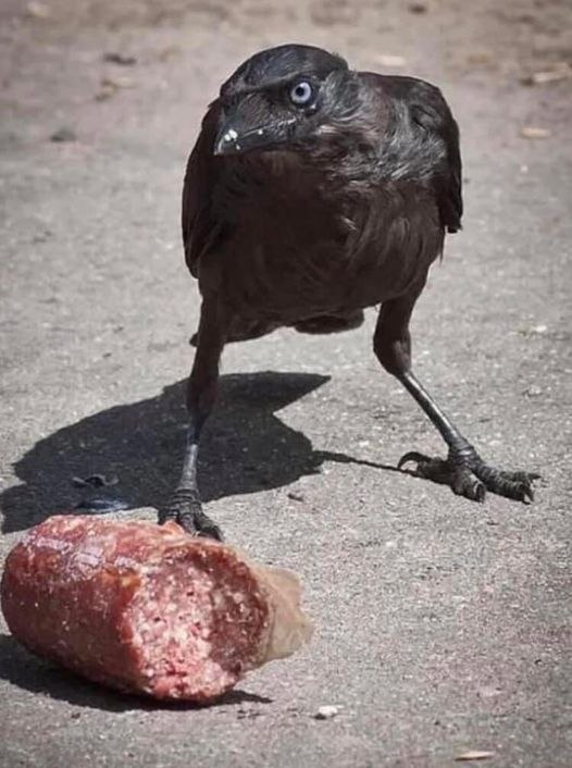 Ворона с колбасой. Городские птицы. Птицы которые воруют. Голубь и воробей. Птицы которые воруют.