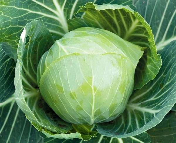 Как избавиться от гусениц на капусте без химикатов? Попробуйте мой проверенный рецептик. Берём ведро ...