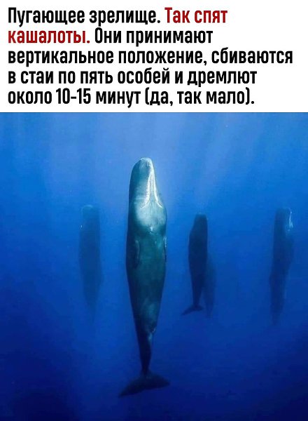 Кашалота, вероятно, можно считать рекордсменом среди млекопитающих по самому короткому общему ...