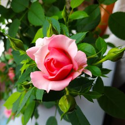 ����, ������, 33 ����