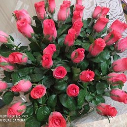 Lika, �������, 51 ���