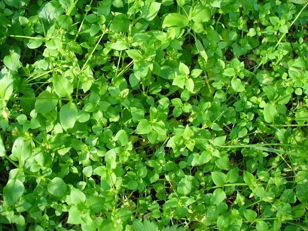 МОКРИЦА - НЕ ПРОСТО СОРНЯК, А НАСТОЯЩАЯ ЗЕЛЕНАЯ АПТЕКА ПОД НОГАМИ! Каждый из садоводов-огородников ...